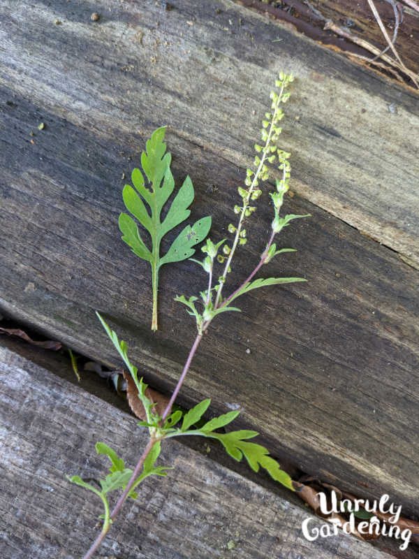 ragweed leaves and flower stem