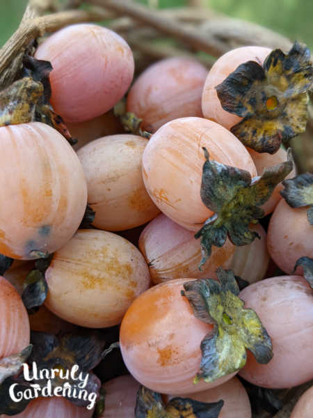 close up persimmons