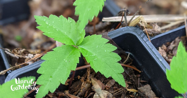 How to Grow Ginseng from Seed or Rootlets