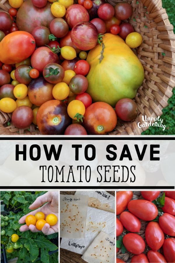 How to Save Tomato Seeds (Without Fermenting!) - Unruly Gardening