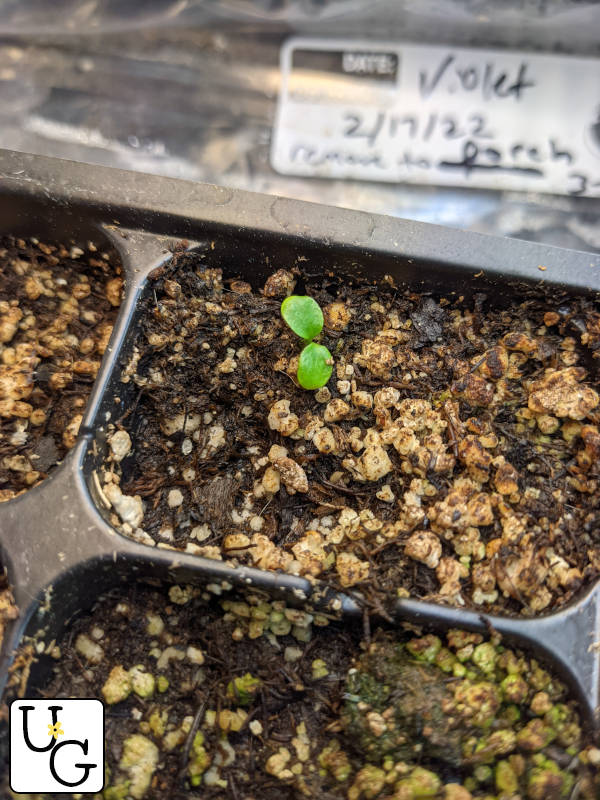 first violet sprout