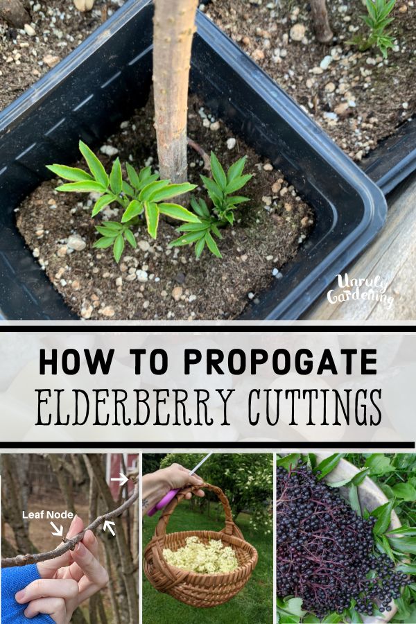 elderberry cuttings, flowers, and berries