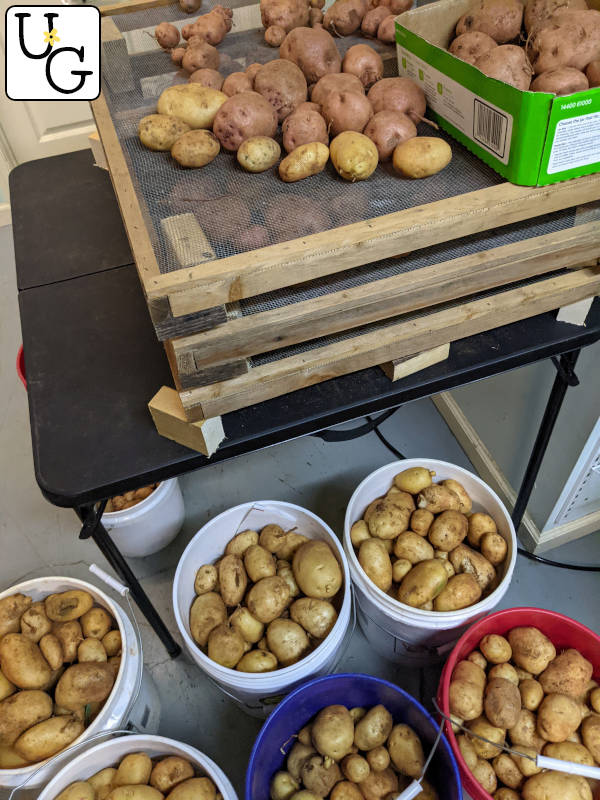 potatoes ready to sort and store