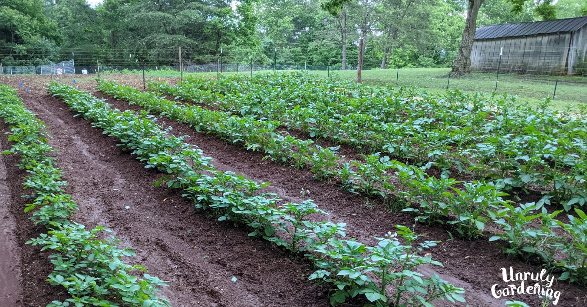 HOW TO GROW NEW POTATOES intelligence overview