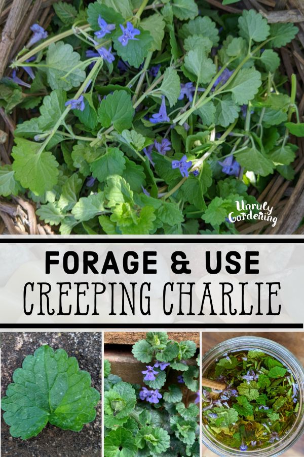 creeping charlie, or ground ivy, leaves, flowers, and plant