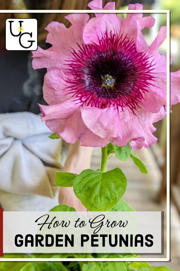 a large ruffled garden petunia