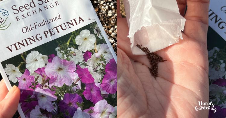 seeds and seed packet for old fashioned vining petunias