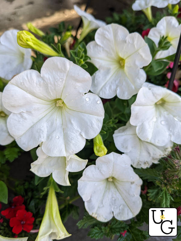 white petunia flowers