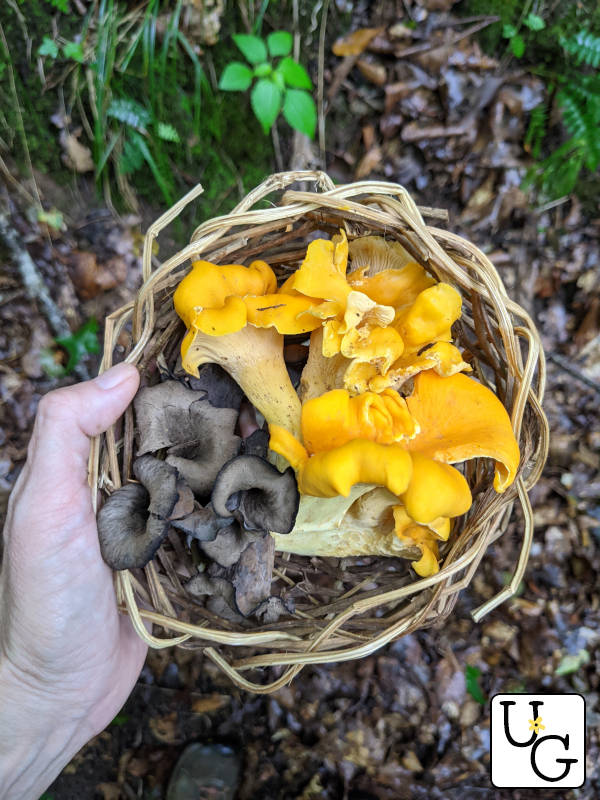 basket of chanterelles and black trumpet mushrooms