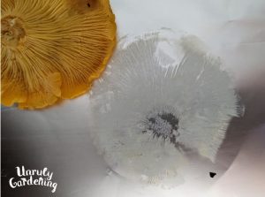foraging-chanterelle-mushrooms-unruly-gardening
