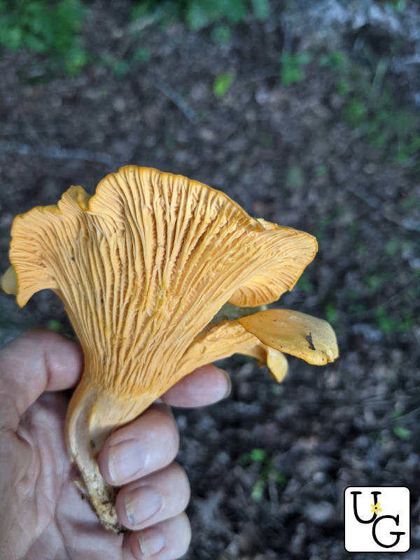 closeup of chanterelles veins or ridges