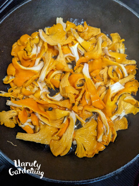 dry sautee chanterelles to release moisture before adding oil or butter