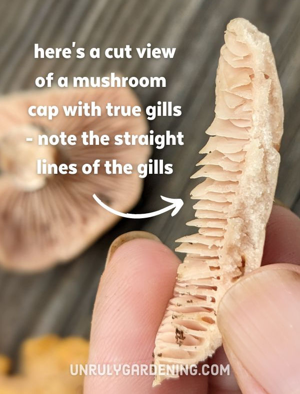 a side cut view of a mushroom with true gills