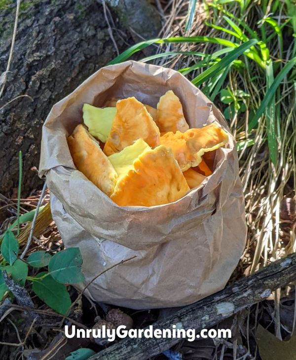 pieces of chicken of the woods mushroom stored in a brown paper bag