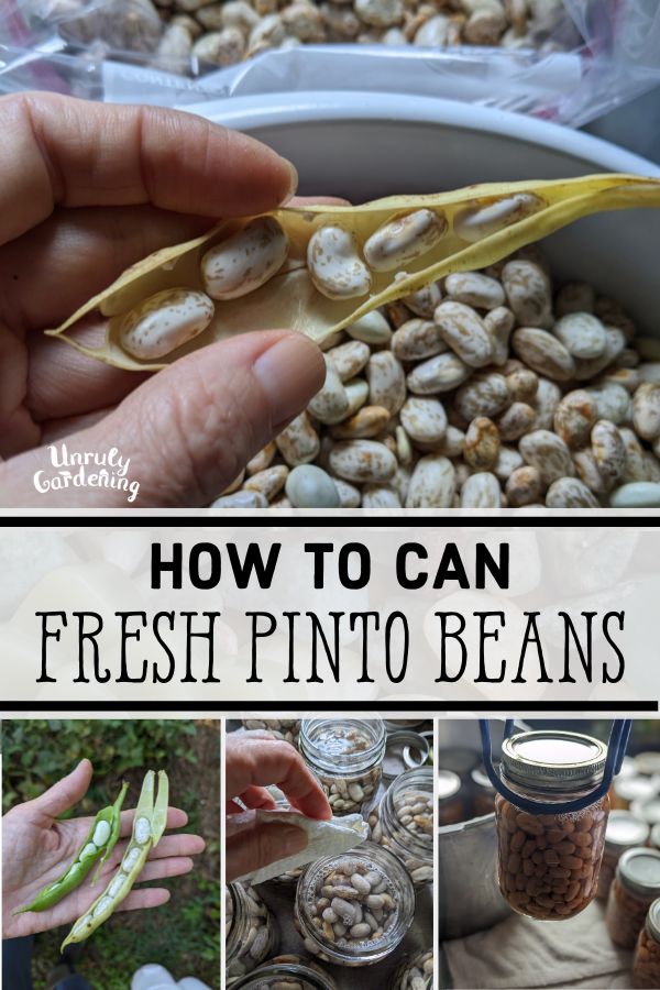how to harvest and pressure can fresh pinto beans from your garden at shell out stage