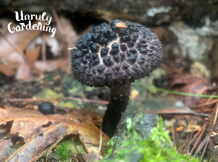 this black mushroom is known as old man of the woods
