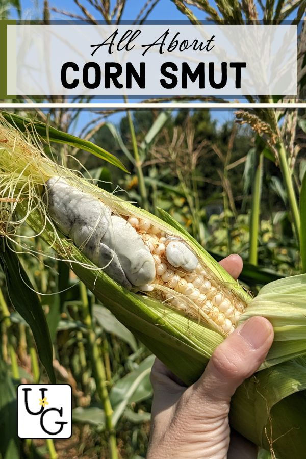 an ear covered with corn fungus or corn smut