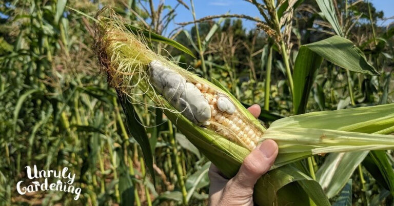 an ear of corn covered with huitlacoche or corn smut