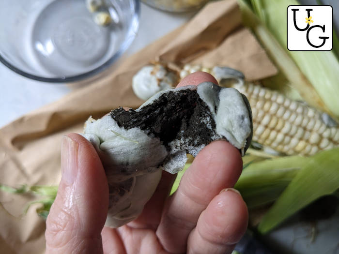 Foraging Corn Smut Huitlacoche How To Cook It Unruly Gardening