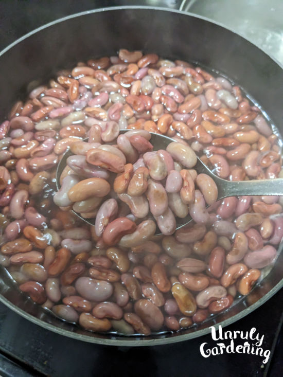 boiling kidney beans in a pot