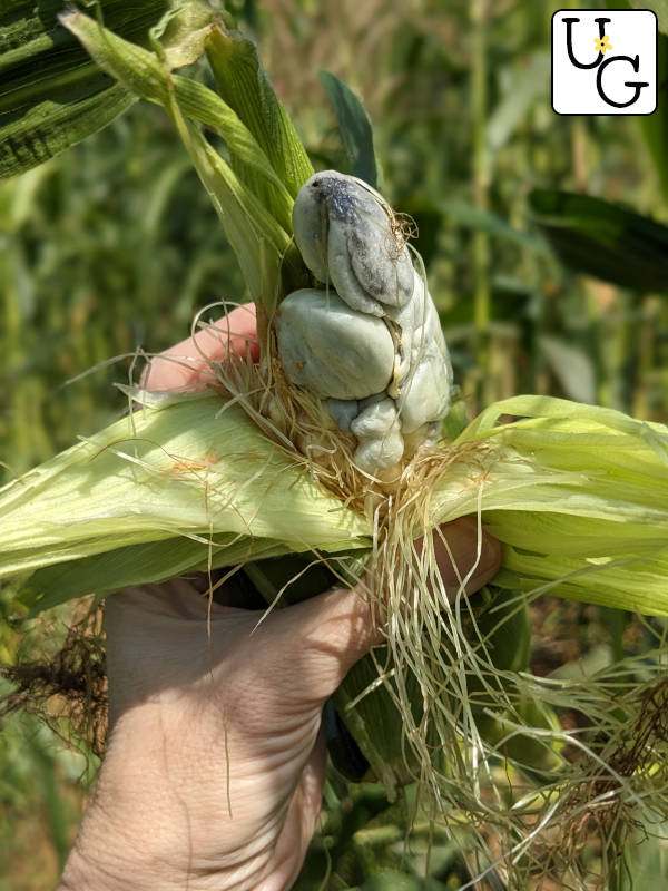corn smut growing from an ear of corn