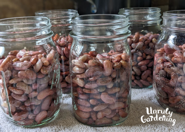 fill the kidney beans to the shoulder area of the jar