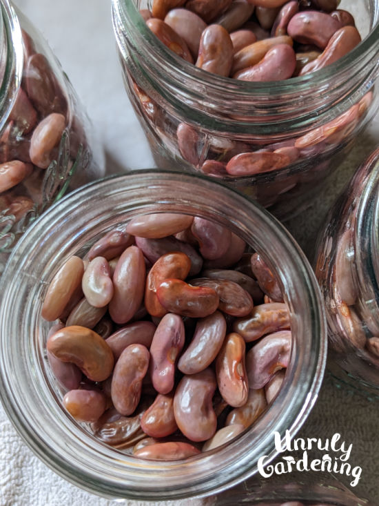 jars of freshly boiled and rinsed kidney beans