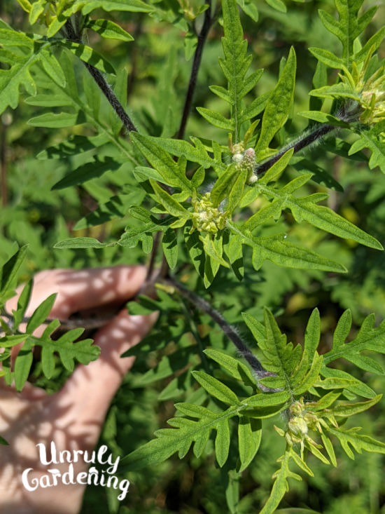 closer view of common ragweed leaves