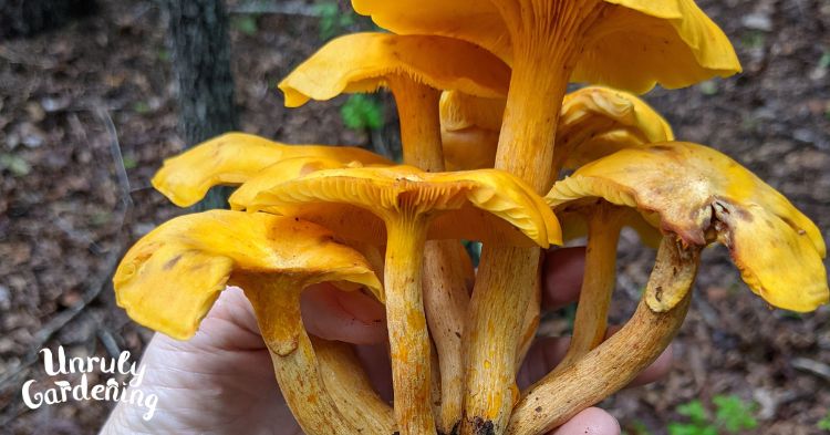 a group of jack o lantern mushrooms