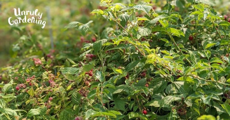 Harvesting & Using Raspberry Leaves