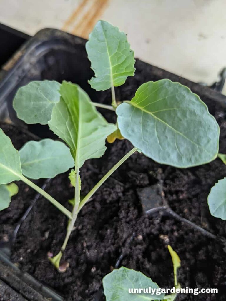 Healthy green cabbage seedlings