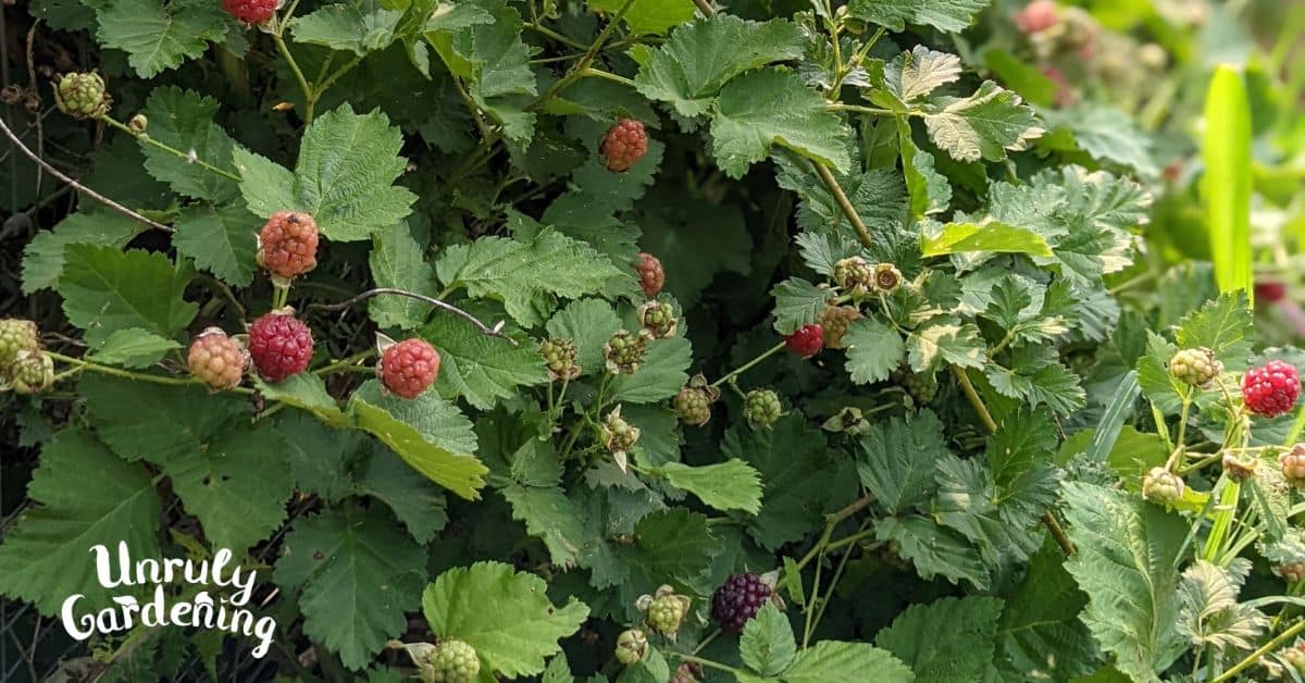 How to Plant & Grow Boysenberries Unruly Gardening
